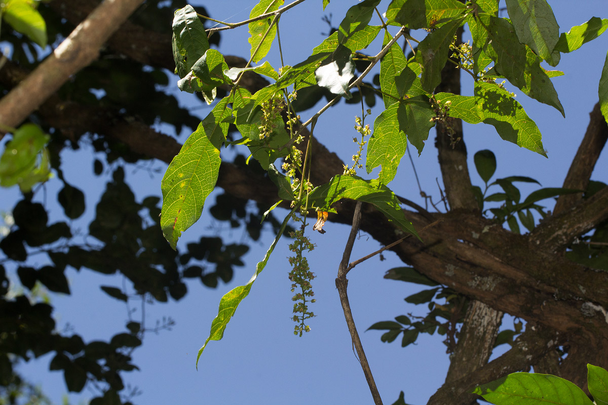Allophylus chaunostachys Allophylus chaunostachys