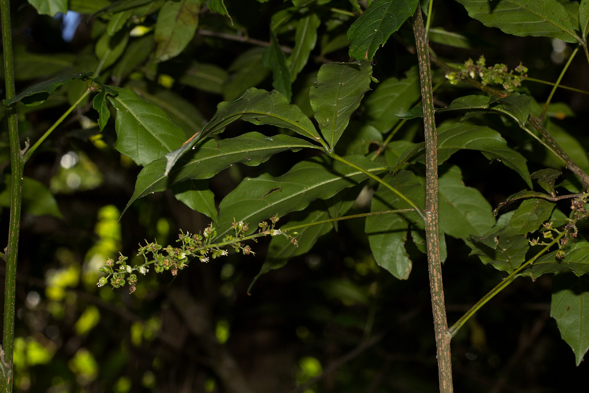 Allophylus chaunostachys