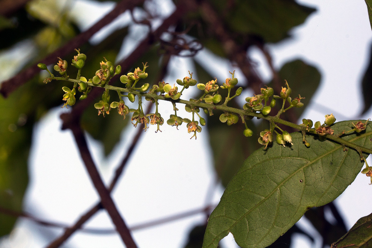 Allophylus chaunostachys Allophylus chaunostachys