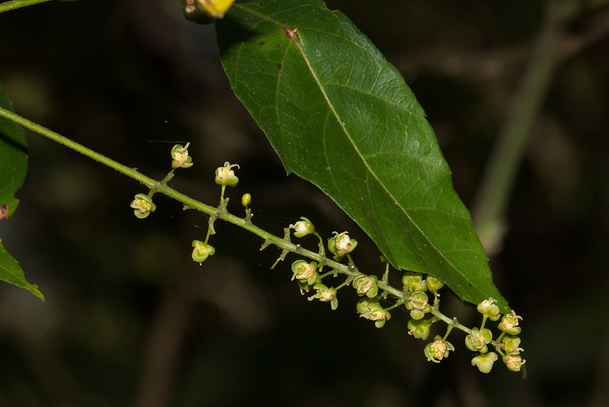 Allophylus chaunostachys Allophylus chaunostachys