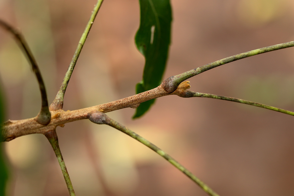 Zanha golungensis Zanha golungensis