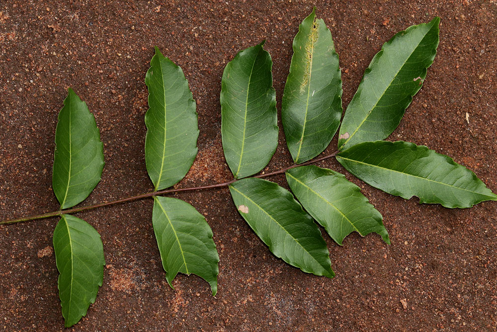 Zanha golungensis Zanha golungensis