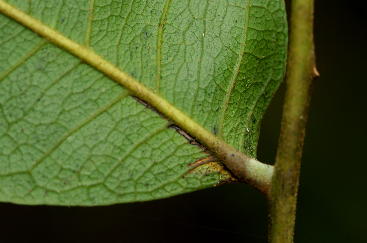 Zanha golungensis Zanha golungensis