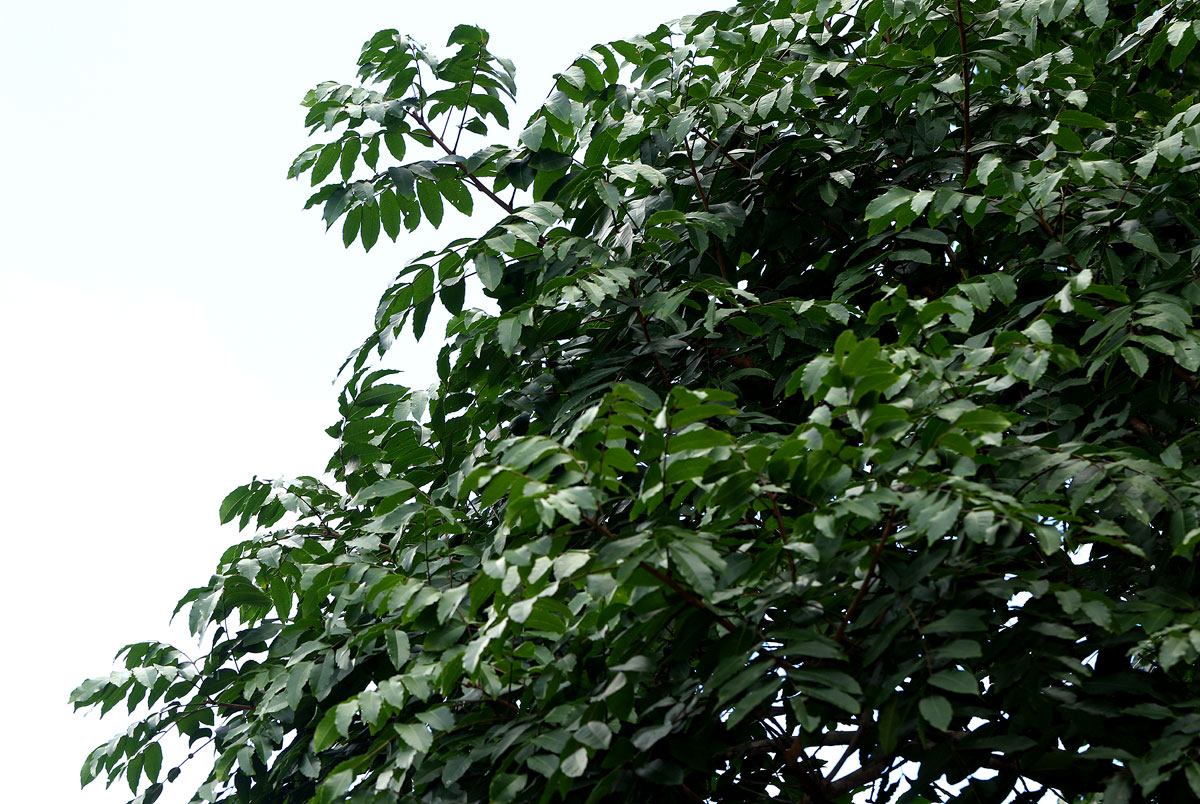 Zanha golungensis Zanha golungensis