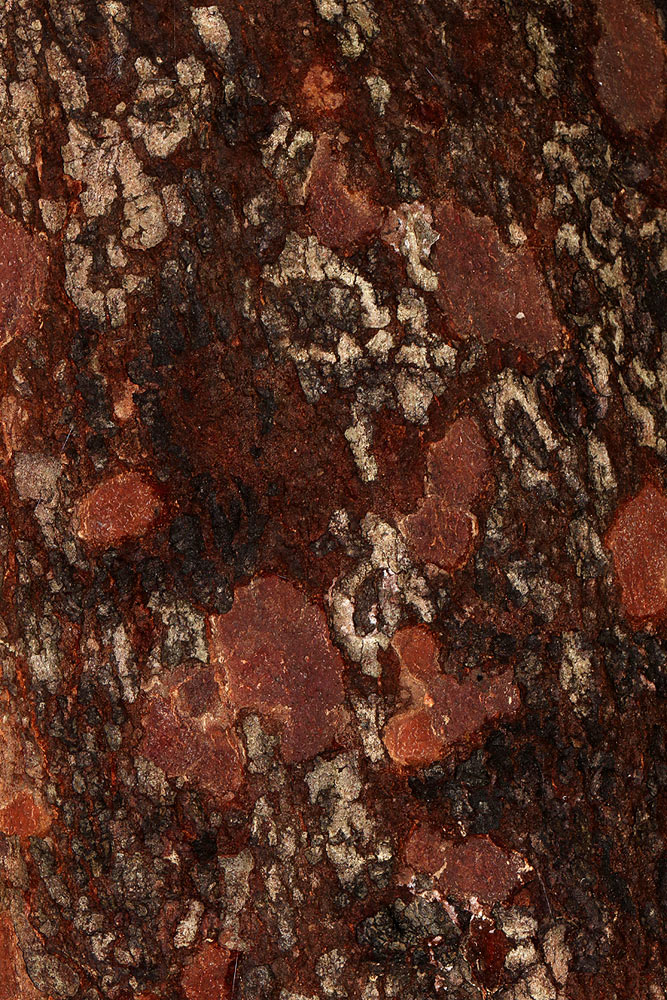 Zanha golungensis Zanha golungensis