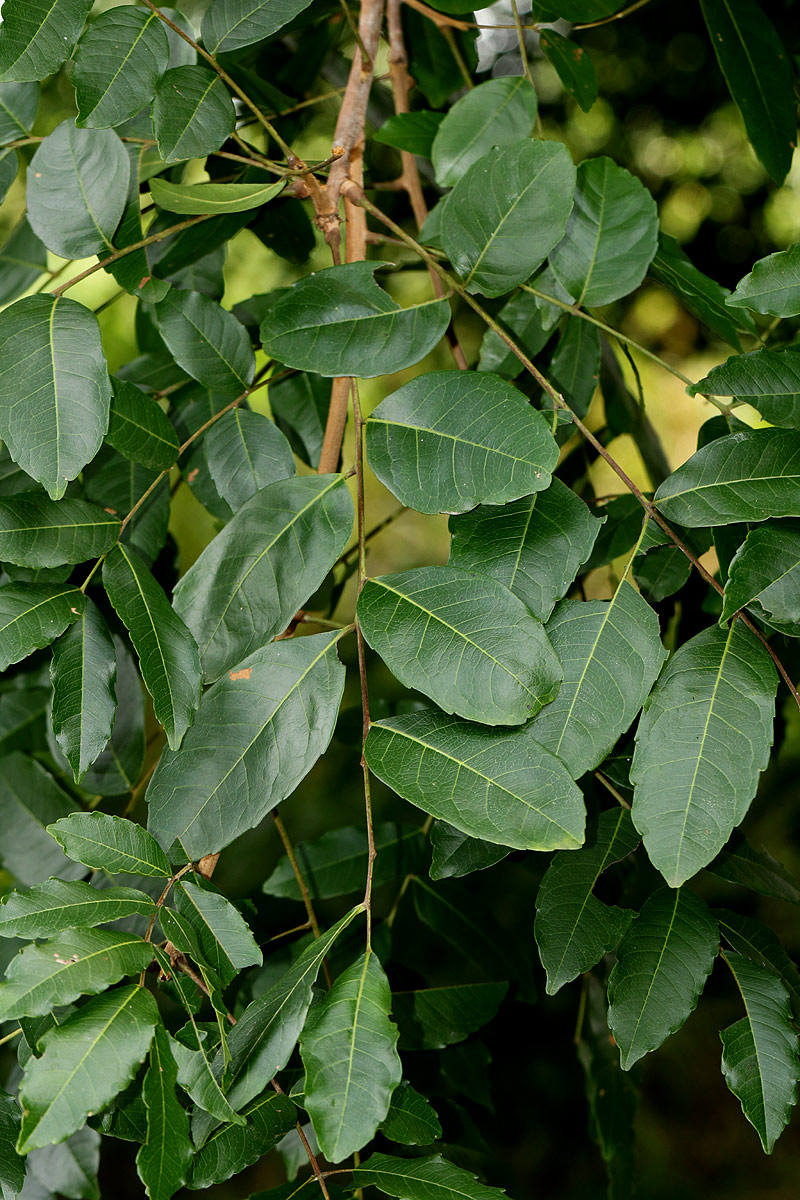 Zanha golungensis Zanha golungensis