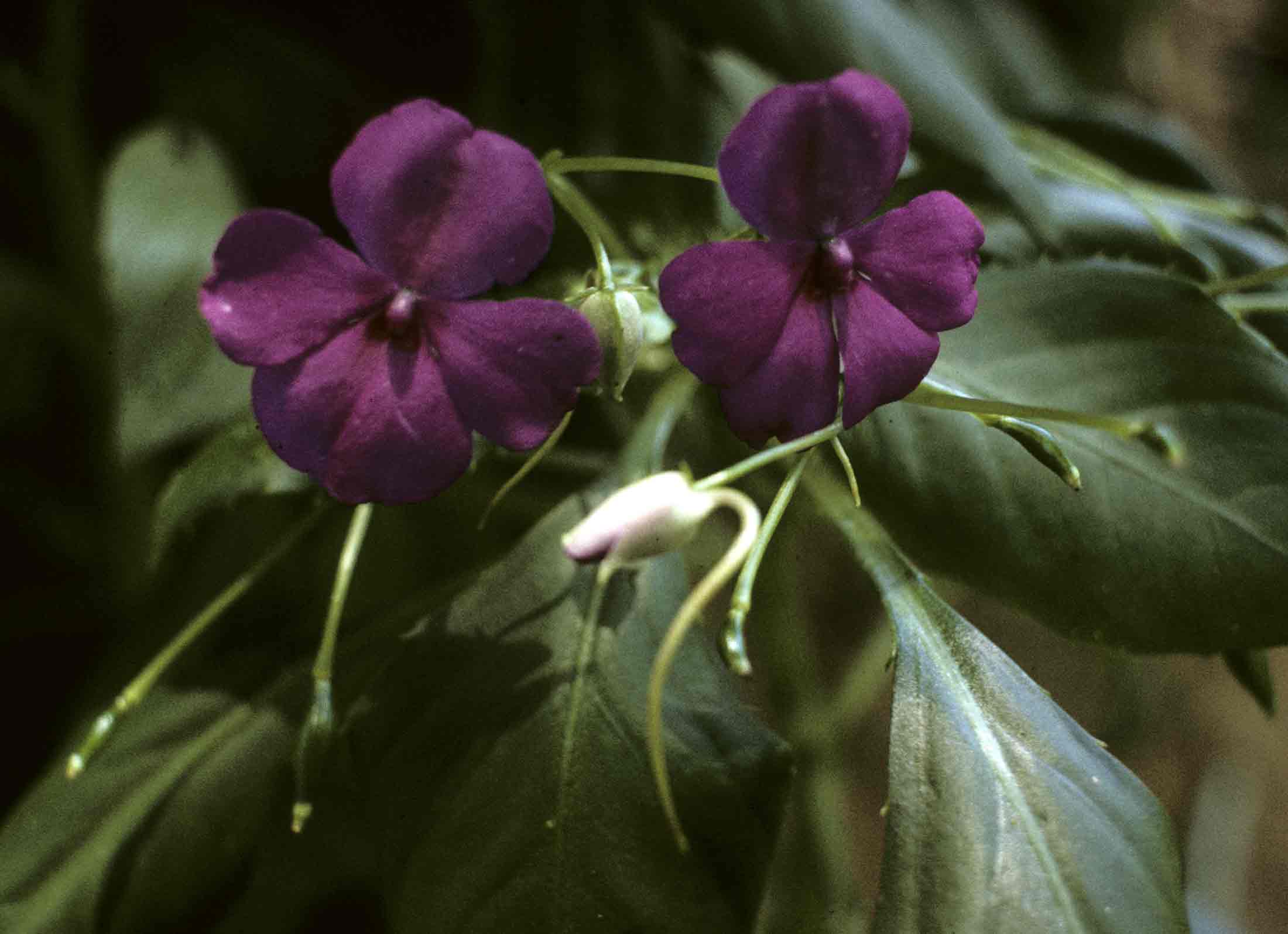 Impatiens wallerana Impatiens wallerana