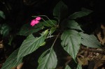 Impatiens wallerana