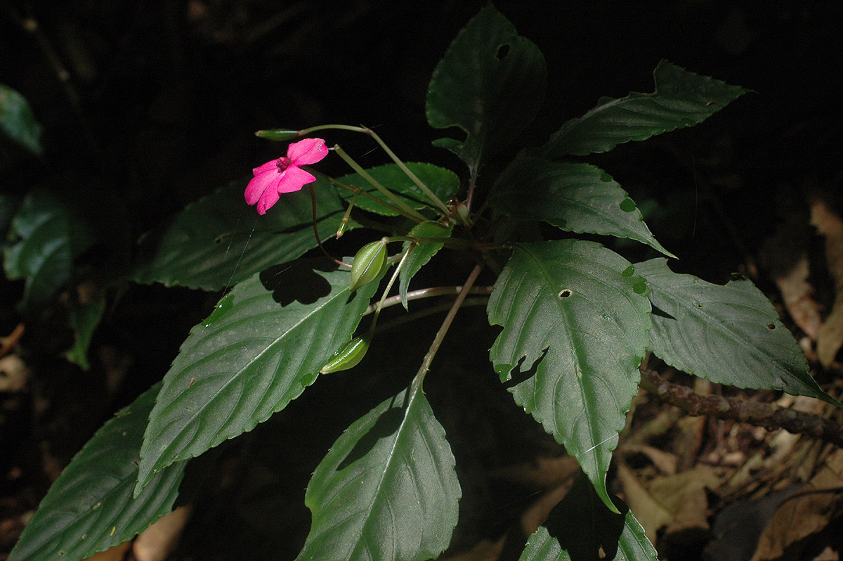 Impatiens wallerana Impatiens wallerana