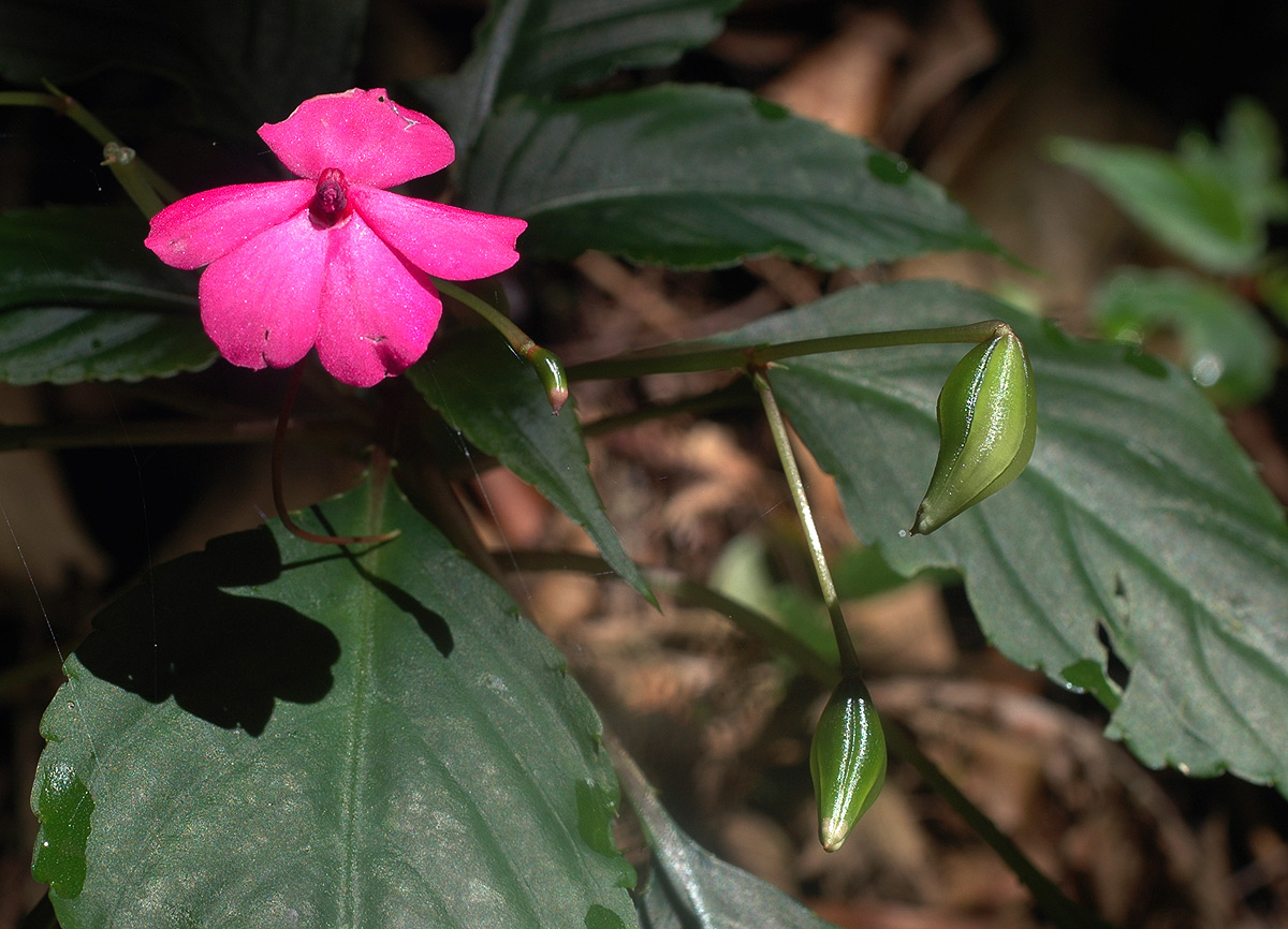 Impatiens wallerana