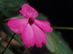 Impatiens wallerana