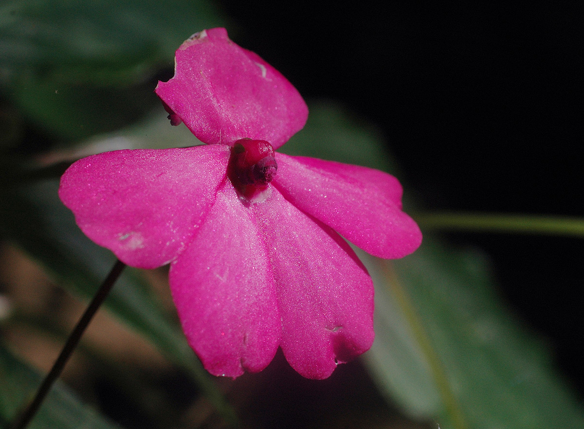 Impatiens wallerana