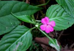 Impatiens wallerana