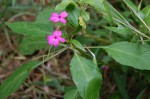 Impatiens wallerana