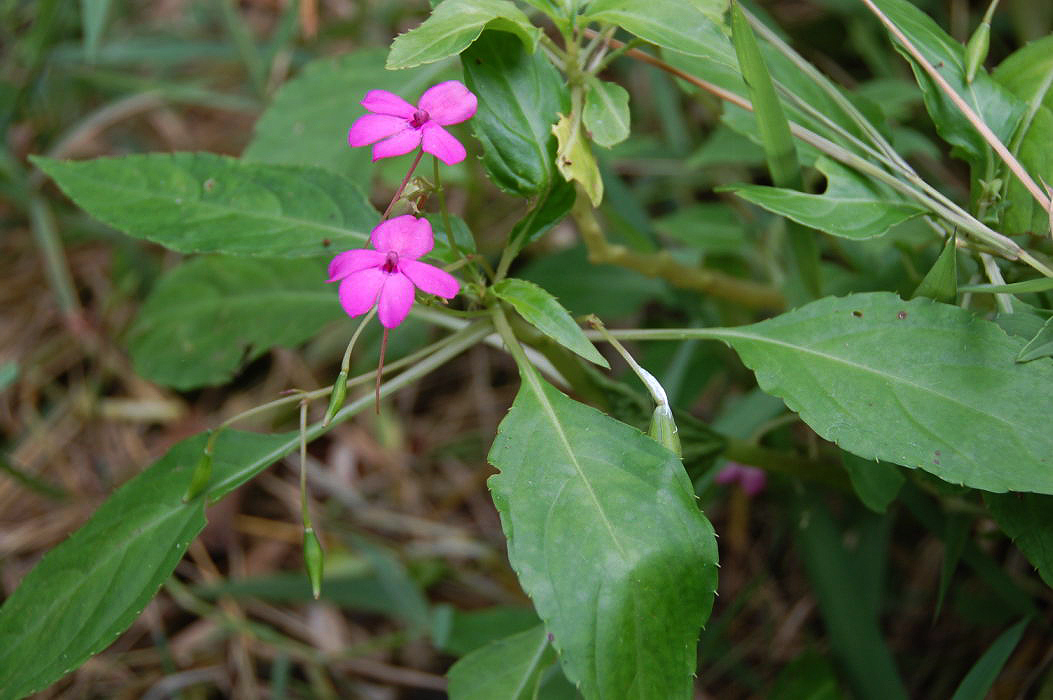 Impatiens wallerana Impatiens wallerana