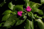 Impatiens wallerana