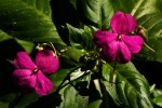 Impatiens wallerana
