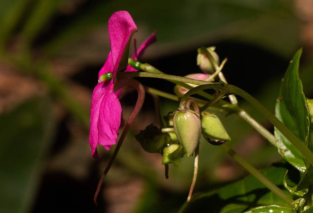 Impatiens wallerana Impatiens wallerana