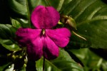 Impatiens wallerana