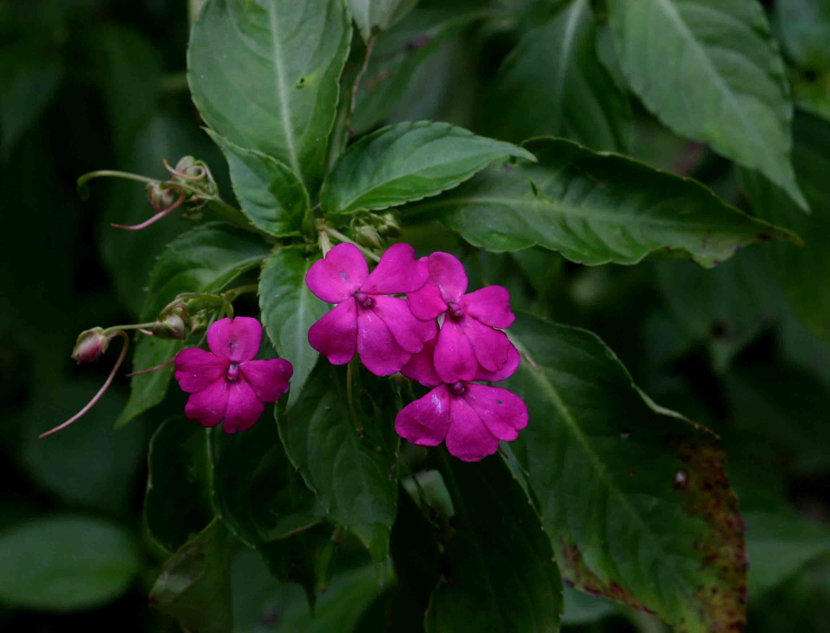 Impatiens wallerana