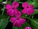 Impatiens wallerana