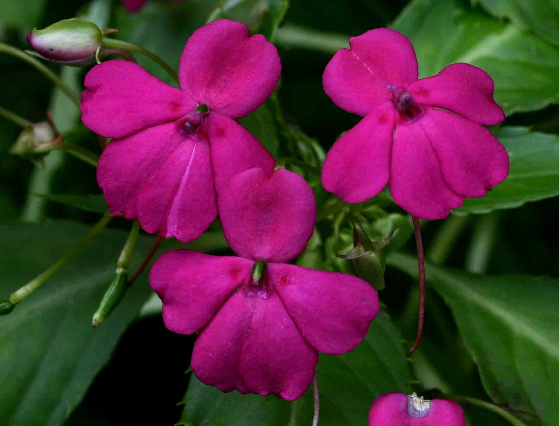Impatiens wallerana