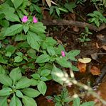Impatiens wallerana