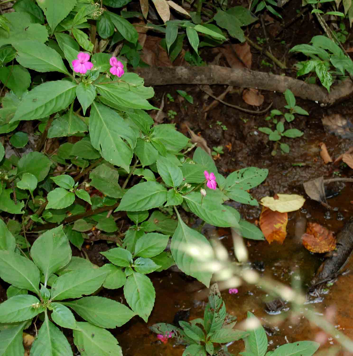 Impatiens wallerana Impatiens wallerana