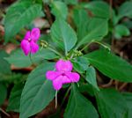 Impatiens wallerana