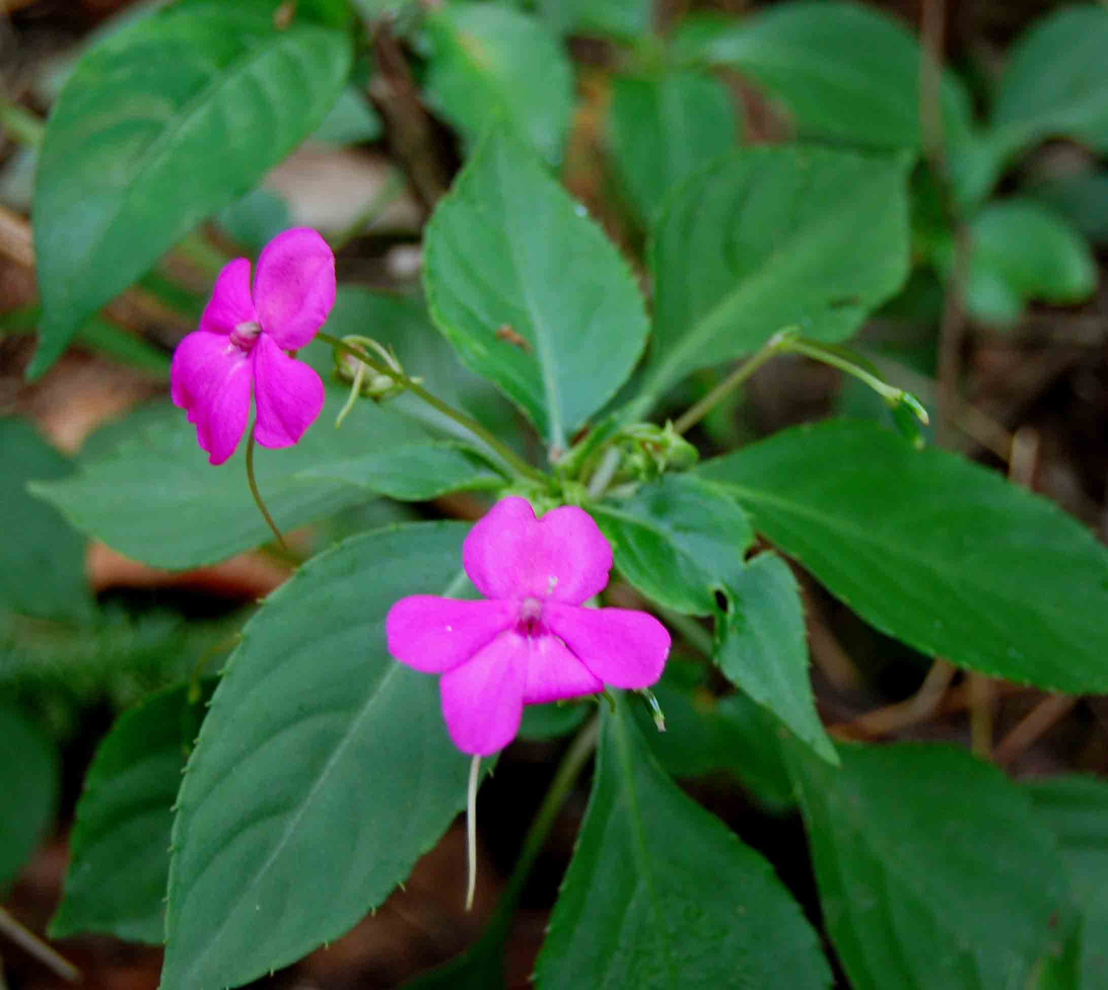 Impatiens wallerana Impatiens wallerana