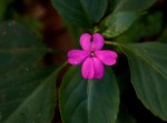 Impatiens wallerana
