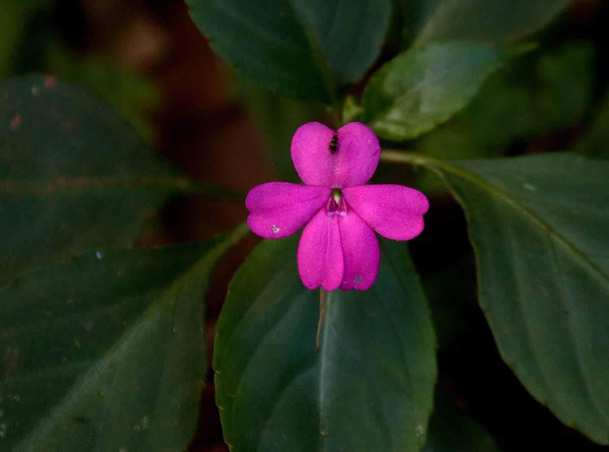 Impatiens wallerana