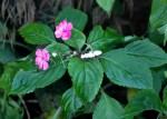 Impatiens wallerana