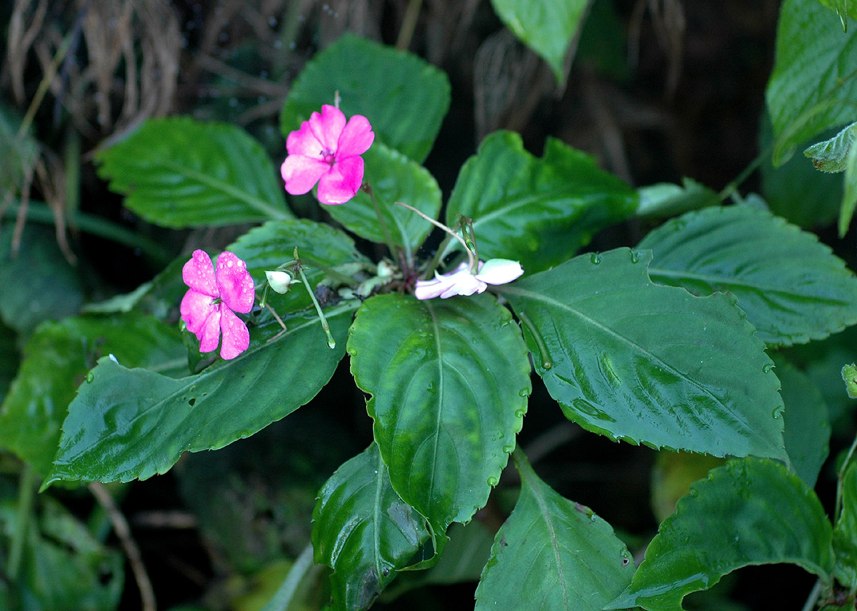 Impatiens wallerana