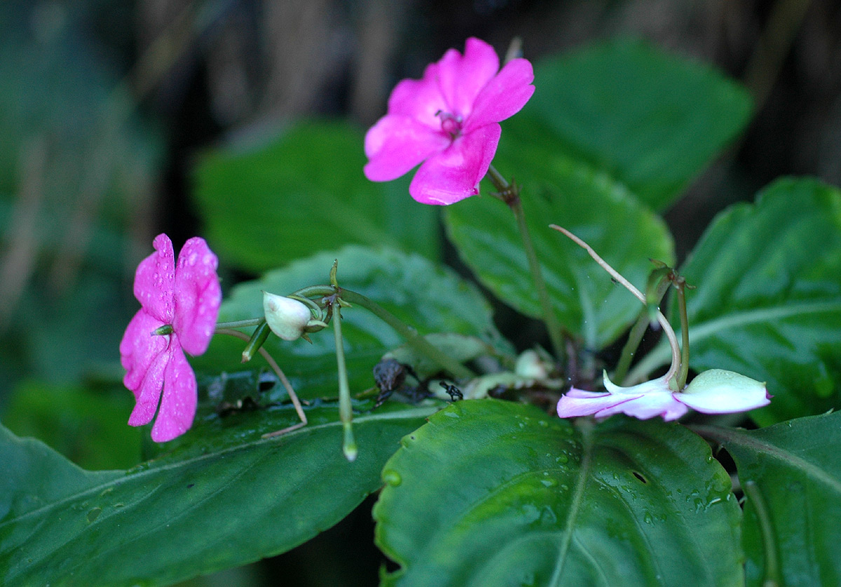 Impatiens wallerana