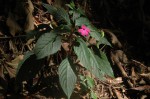 Impatiens wallerana