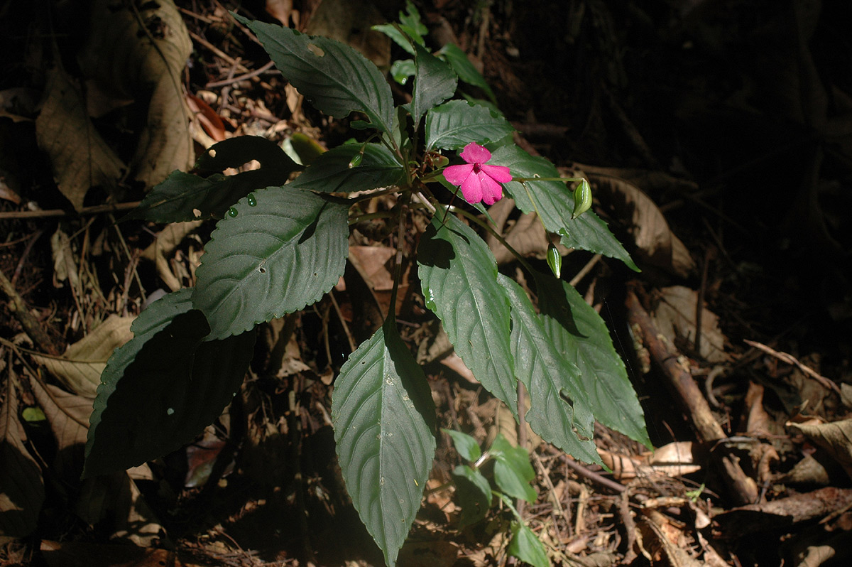 Impatiens wallerana