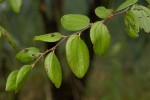 Ziziphus abyssinica