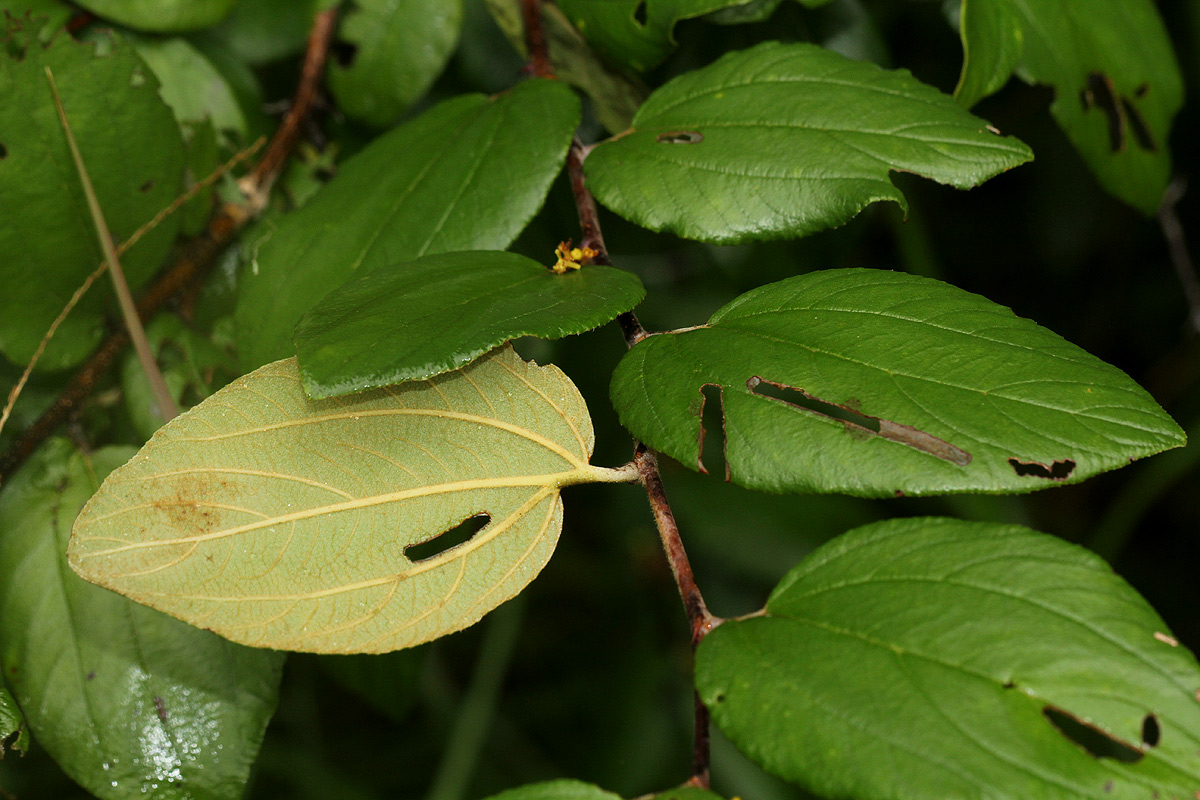 Ziziphus abyssinica