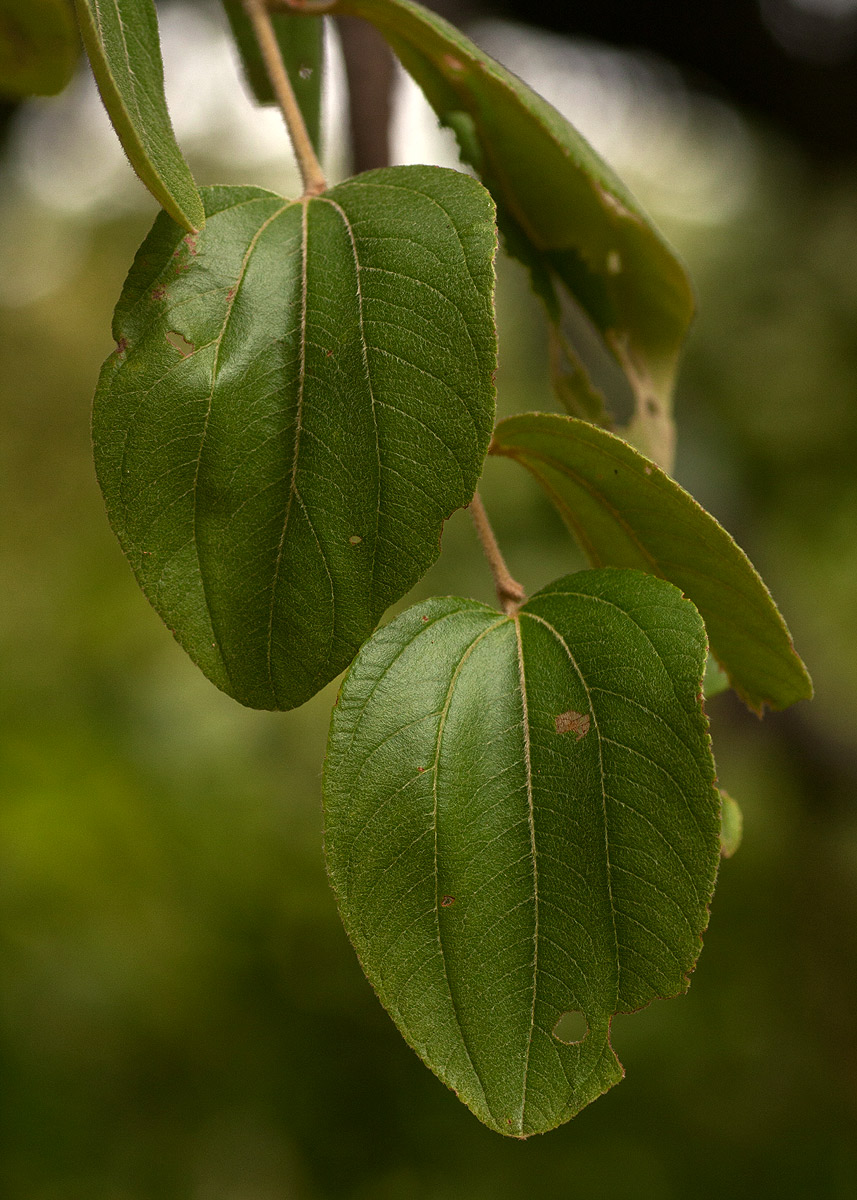 Ziziphus abyssinica