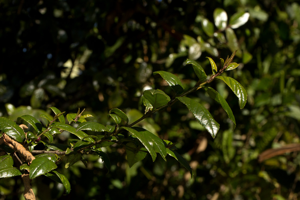 Rhamnus prinoides Rhamnus prinoides