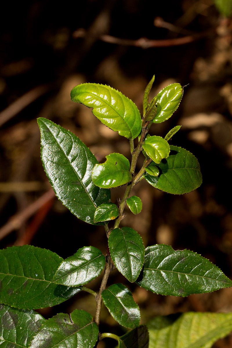 Rhamnus prinoides Rhamnus prinoides