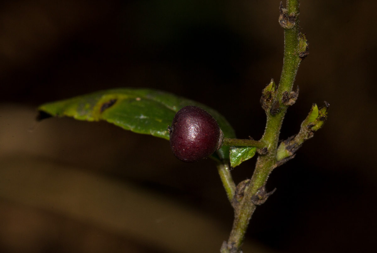 Rhamnus prinoides Rhamnus prinoides