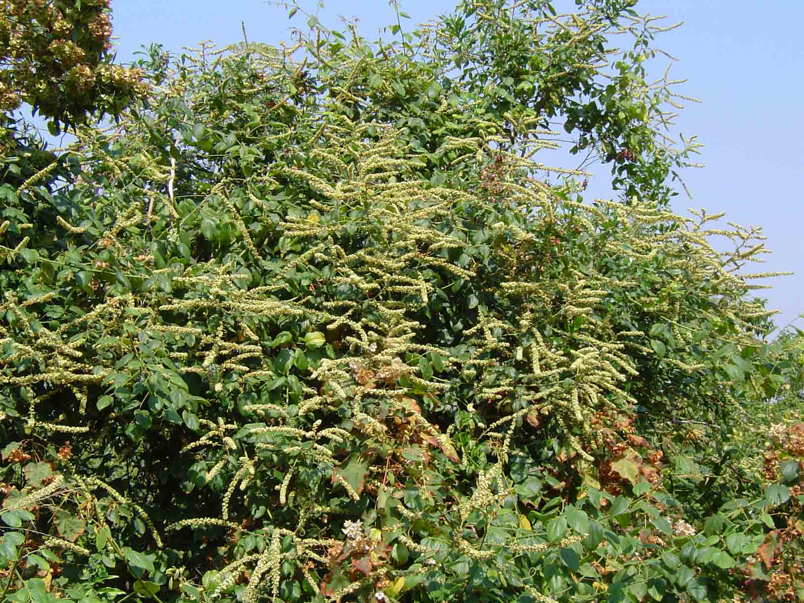 Gouania longispicata Gouania longispicata