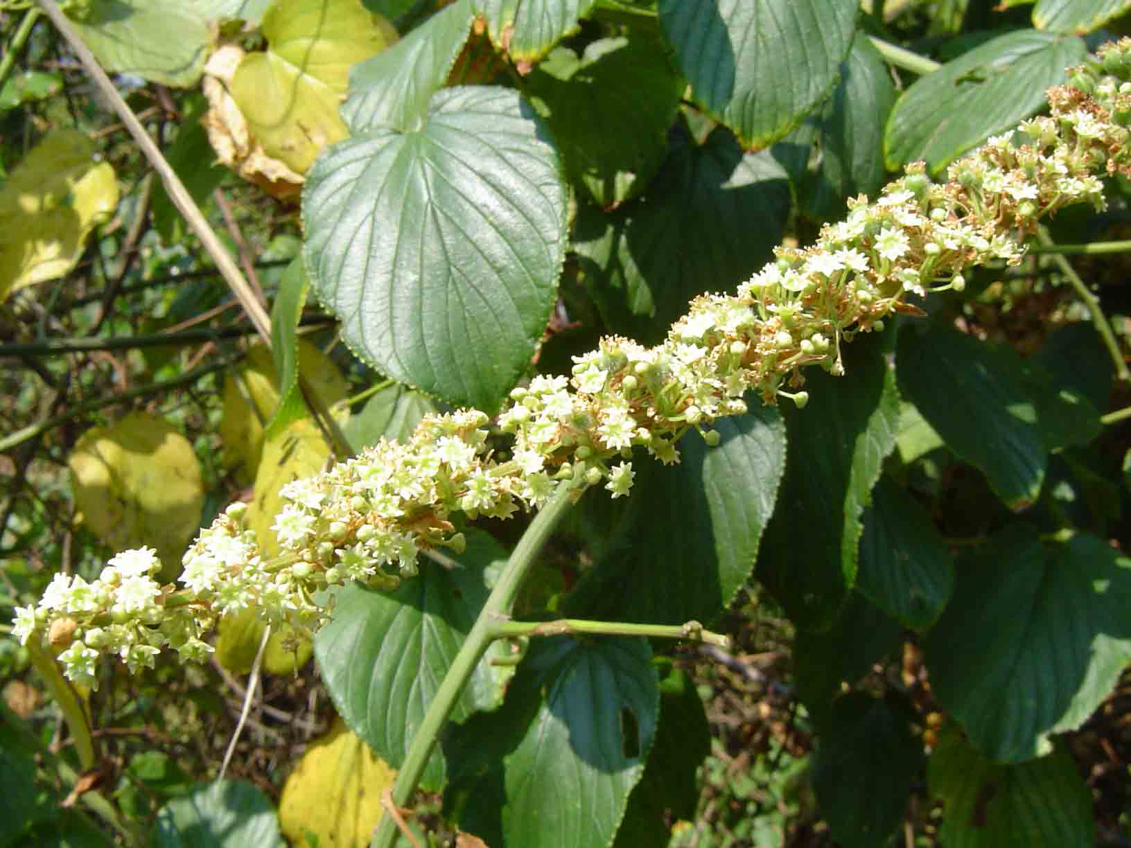 Gouania longispicata Gouania longispicata