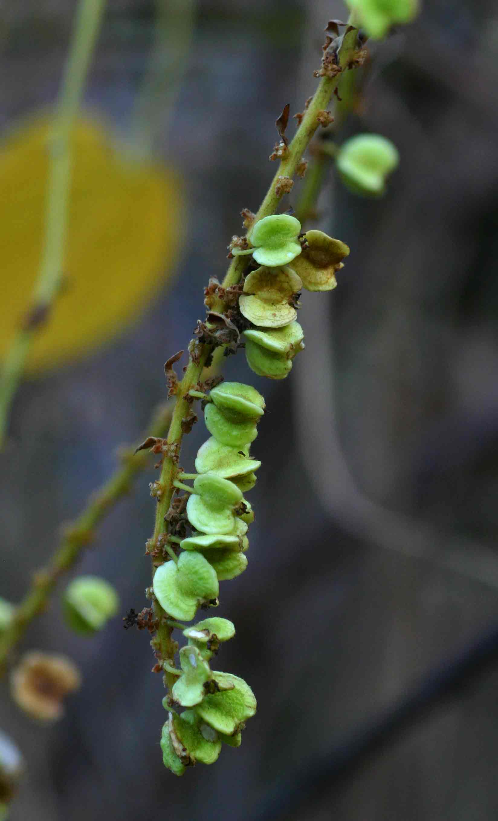 Gouania longispicata Gouania longispicata