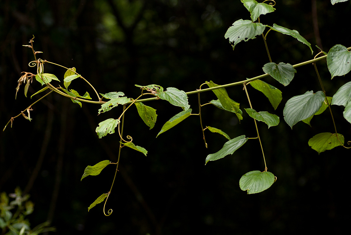 Gouania longispicata Gouania longispicata