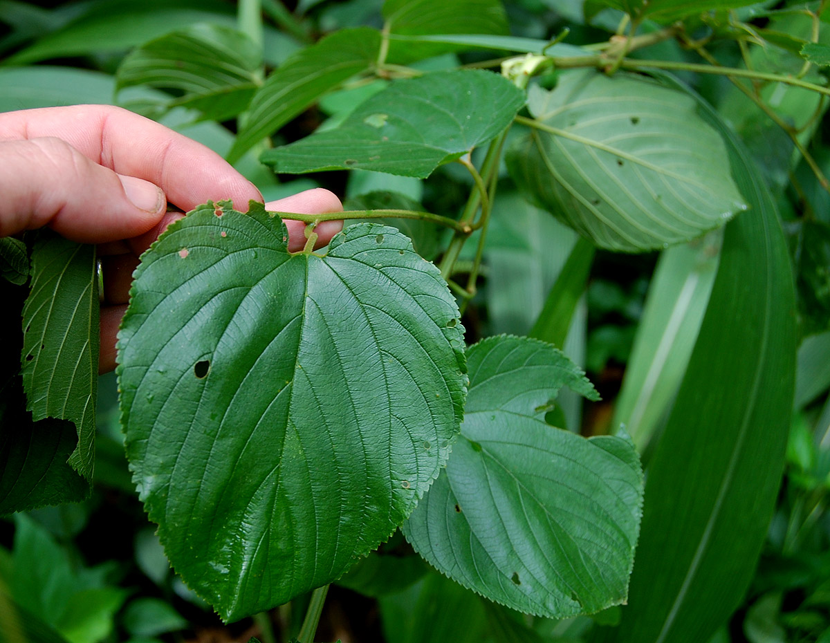 Gouania longispicata Gouania longispicata