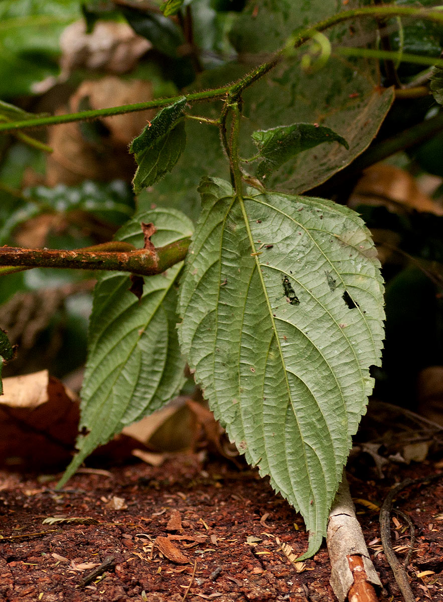 Gouania longispicata