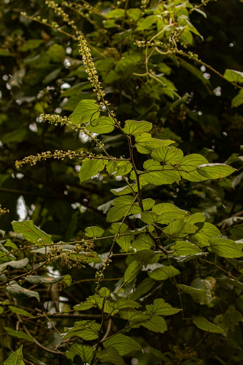 Gouania longispicata Gouania longispicata
